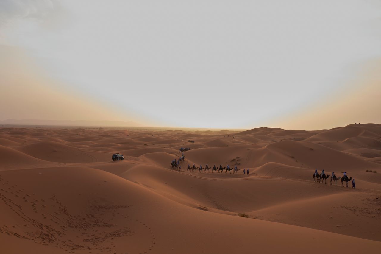 A camel caravan treks through the serene sand dunes of the Moroccan desert at sunset.