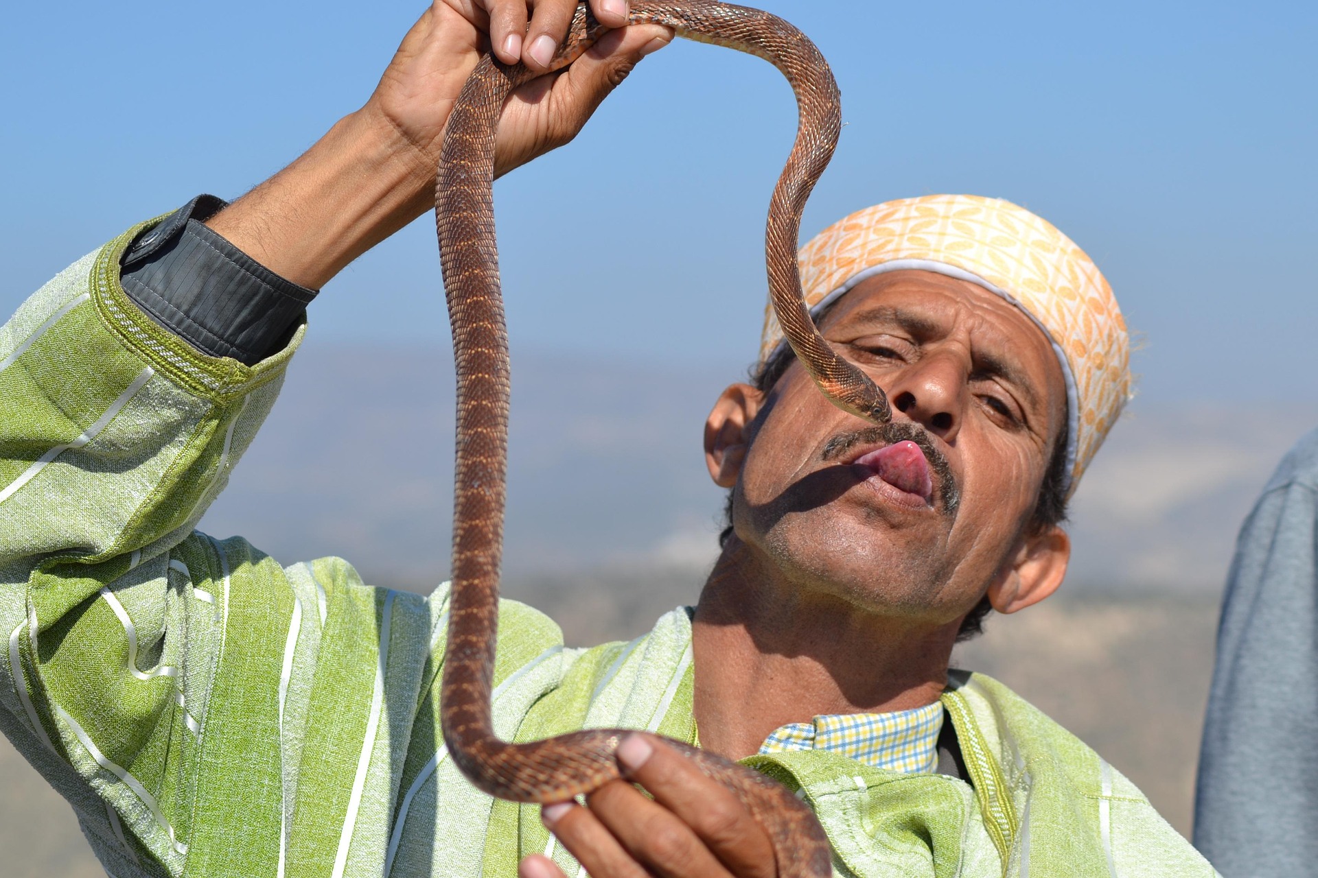 Home dodo71 snake moroccoofficial.4023943 1920